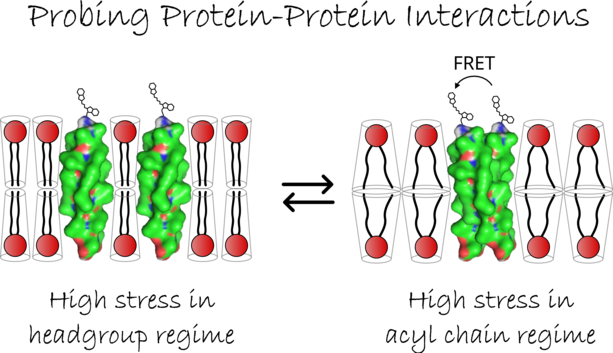 Schema von FRET Messungen ©M. Kaltenegger (U. Graz)