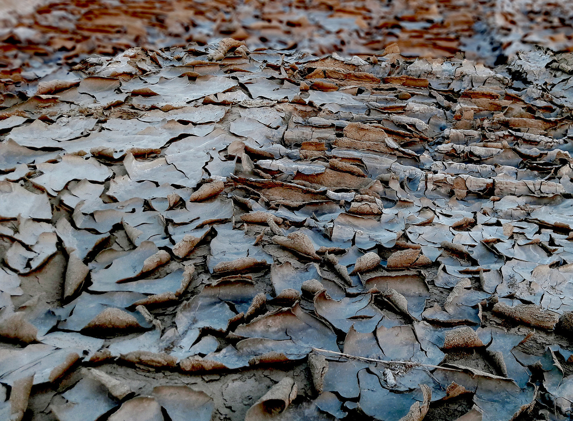 Soil bark dried out by heat. Wikimedia Commons/Saiful Khandaker (Hridoy) ©Wikimedia Commons/Saiful Khandaker (Hridoy)