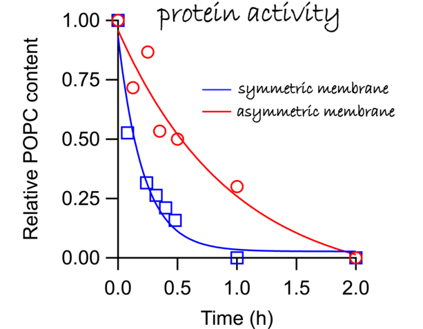 Proteinaktivitätsmessungen 