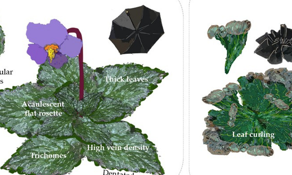 Schematic illustration of the common morphological traits and strategies of resurrection gesneriads