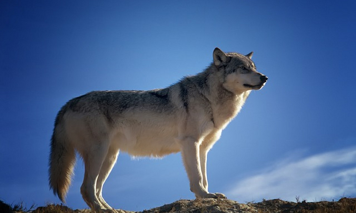 Sinnbild der Freiheit: Der Wolf ist nur rund 80.000 Jahre alt und damit sehr viel jünger als bislang angenommen. Foto: tpsdave/pixabay.com
