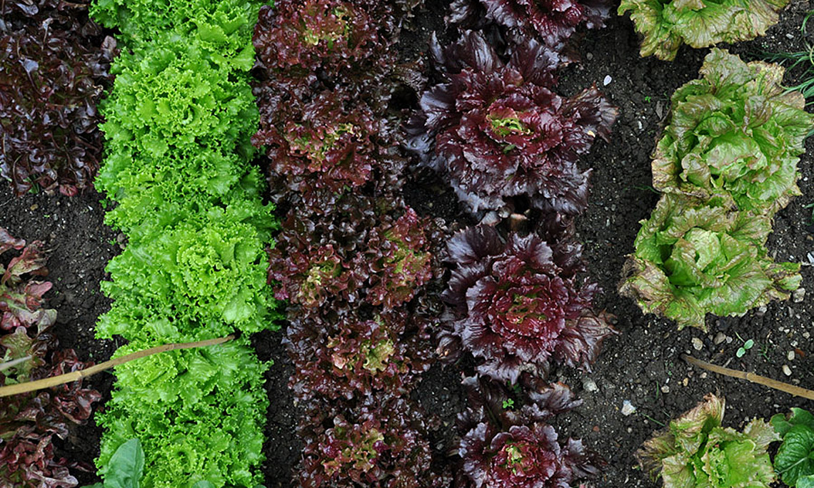 Vielfältig und vitaminreich: Im Bauerngarten wächsen derzeit unterschiedliche Salatsorten. Foto: Uni Graz/Schweiger 