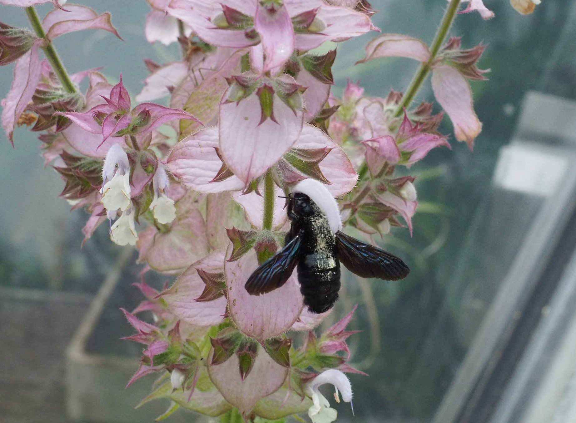 MuskSalbei&Holzbiene 