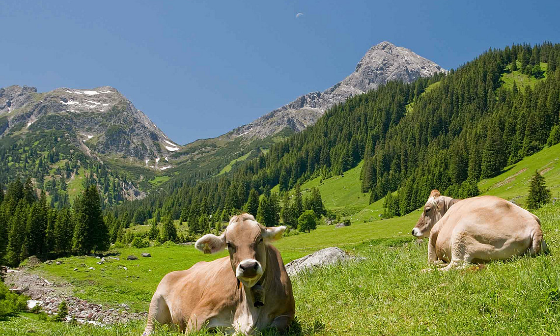 Kühe liegen auf der Weide