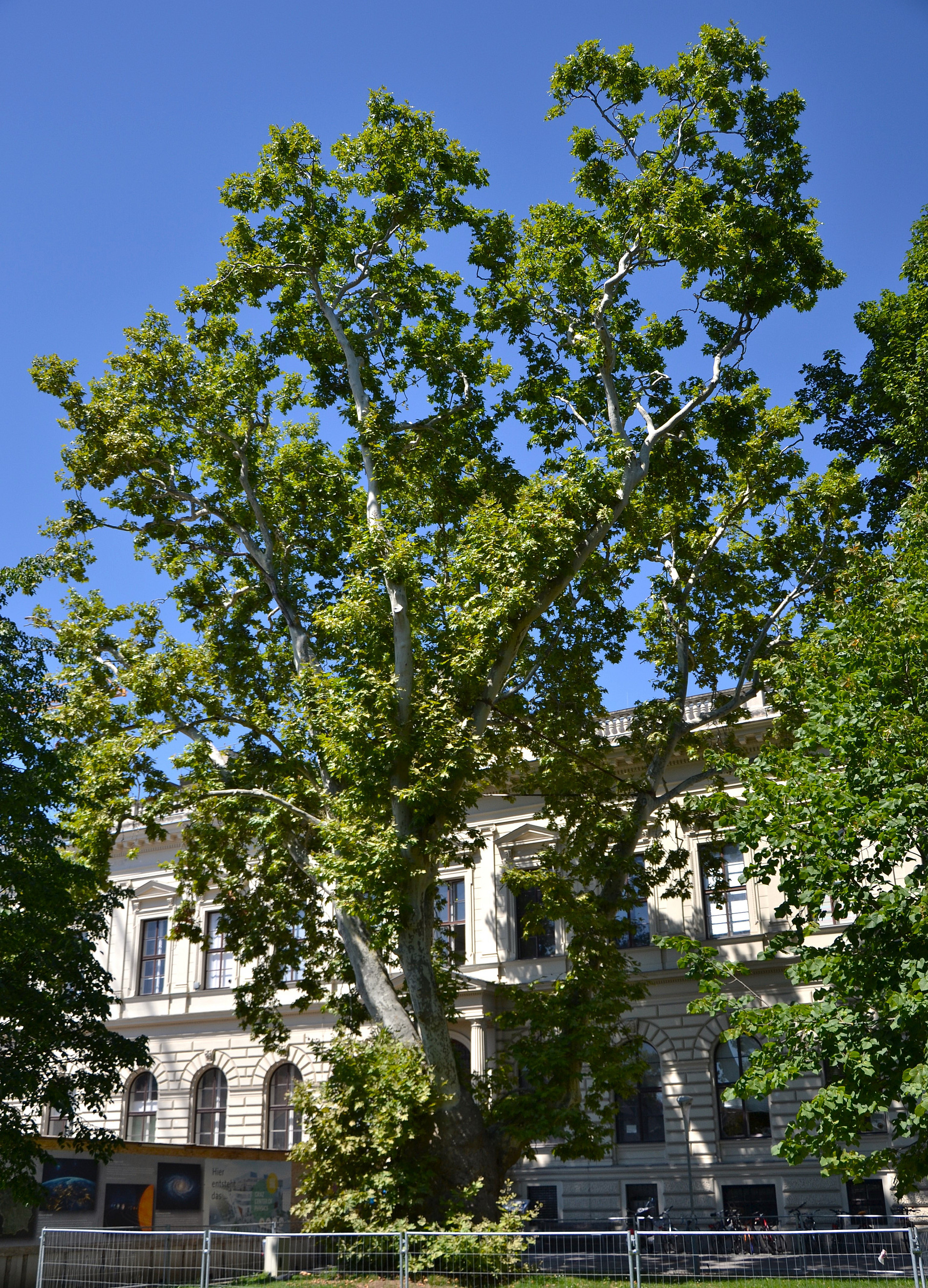 Größte Platane am Uni Campus ©UNI Graz