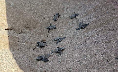 Babyschildkröten ©Global Diary | Wiesauer