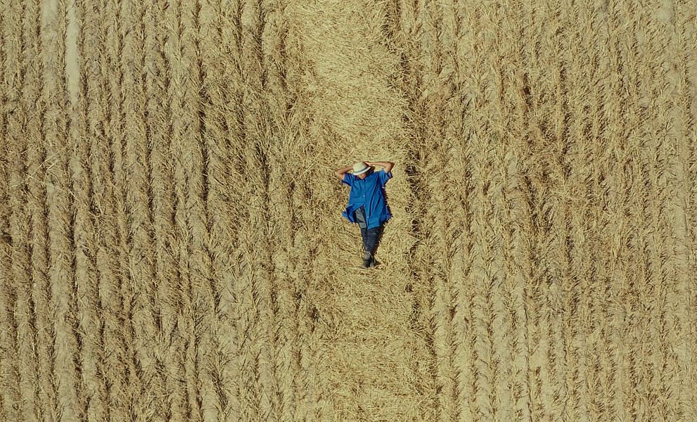 Mensch liegt im Kornfeld