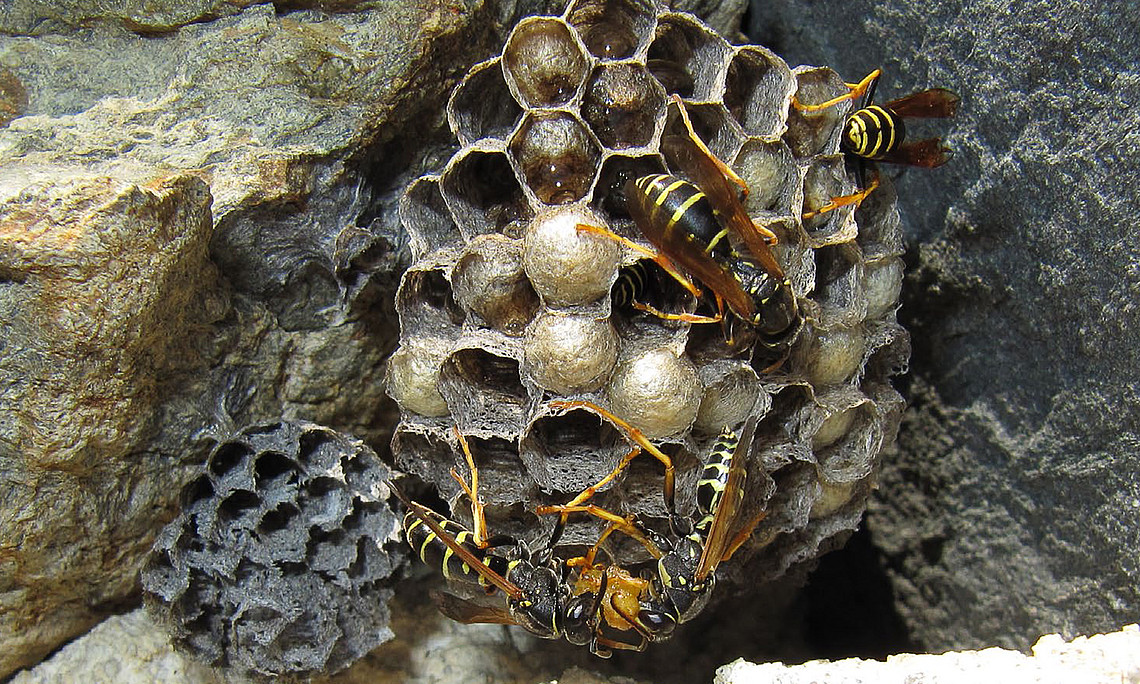 Wasp nest between stones, four wasps on it