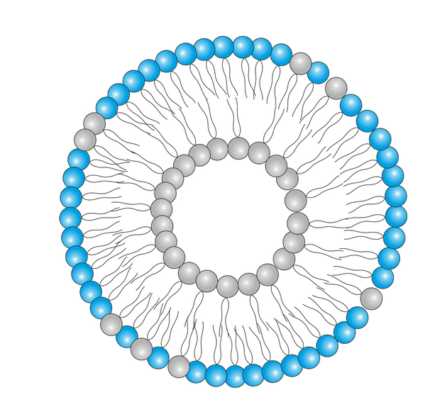 asymmetrisches Vesikel 