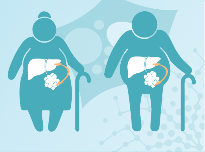 Research_Topic_Lipostasis ©Ariane Pessentheiner