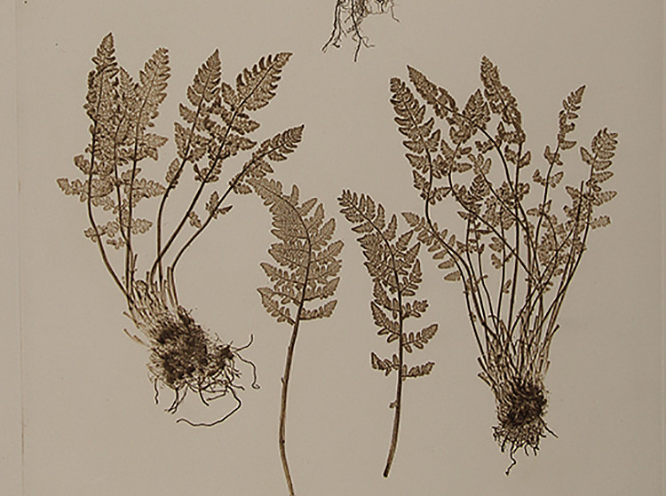 Physiotypia Planarum Austriacarum