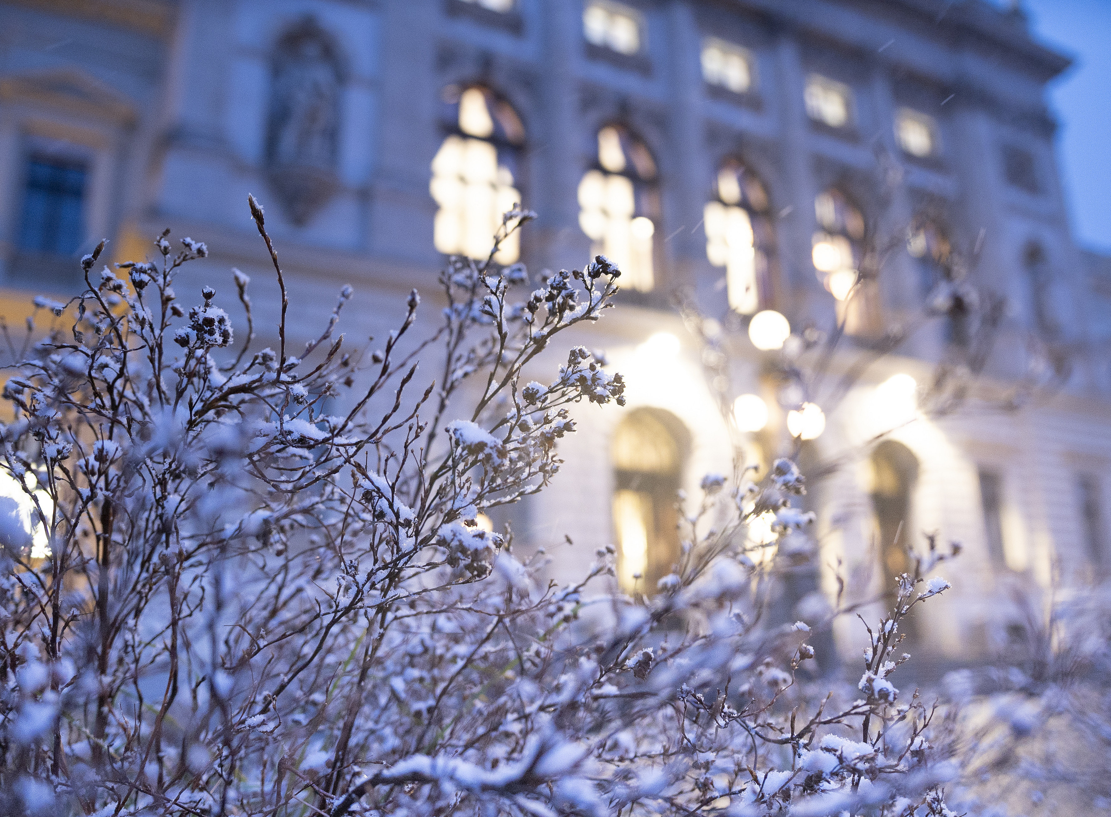 Eingeschneiter Busch vor dem Hauptgebäude der Uni Graz 