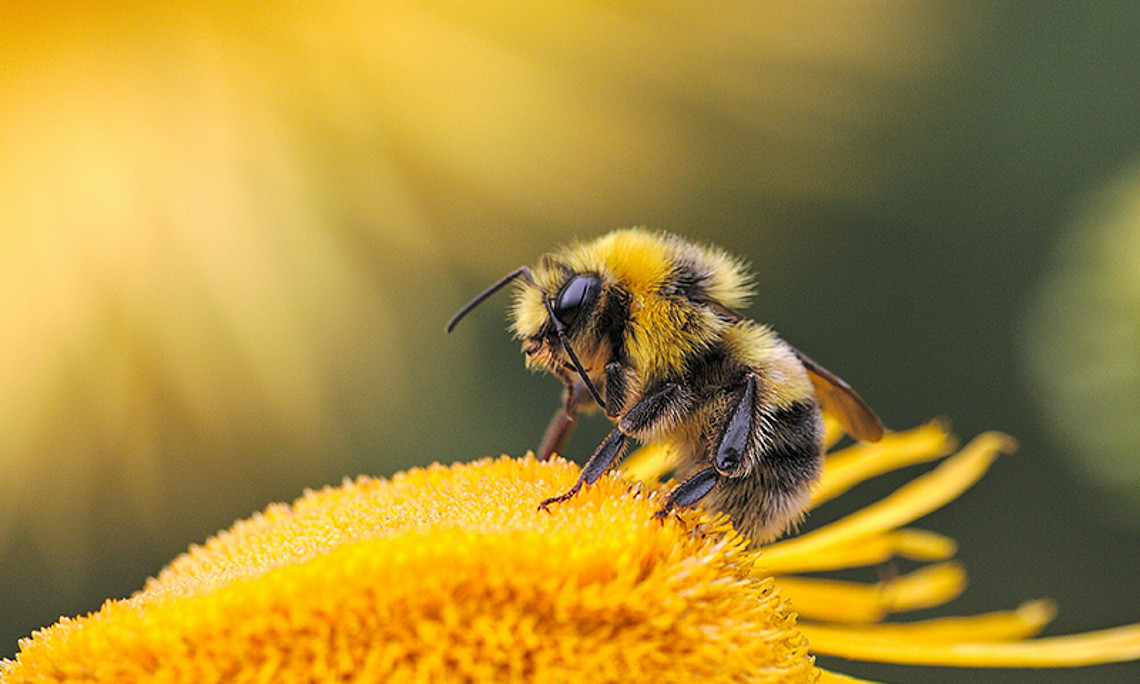 Biene auf gelber Blüte; Foto: Unsplash