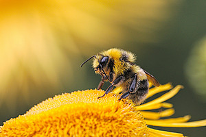 Biene auf gelber Blüte; Foto: Unsplash