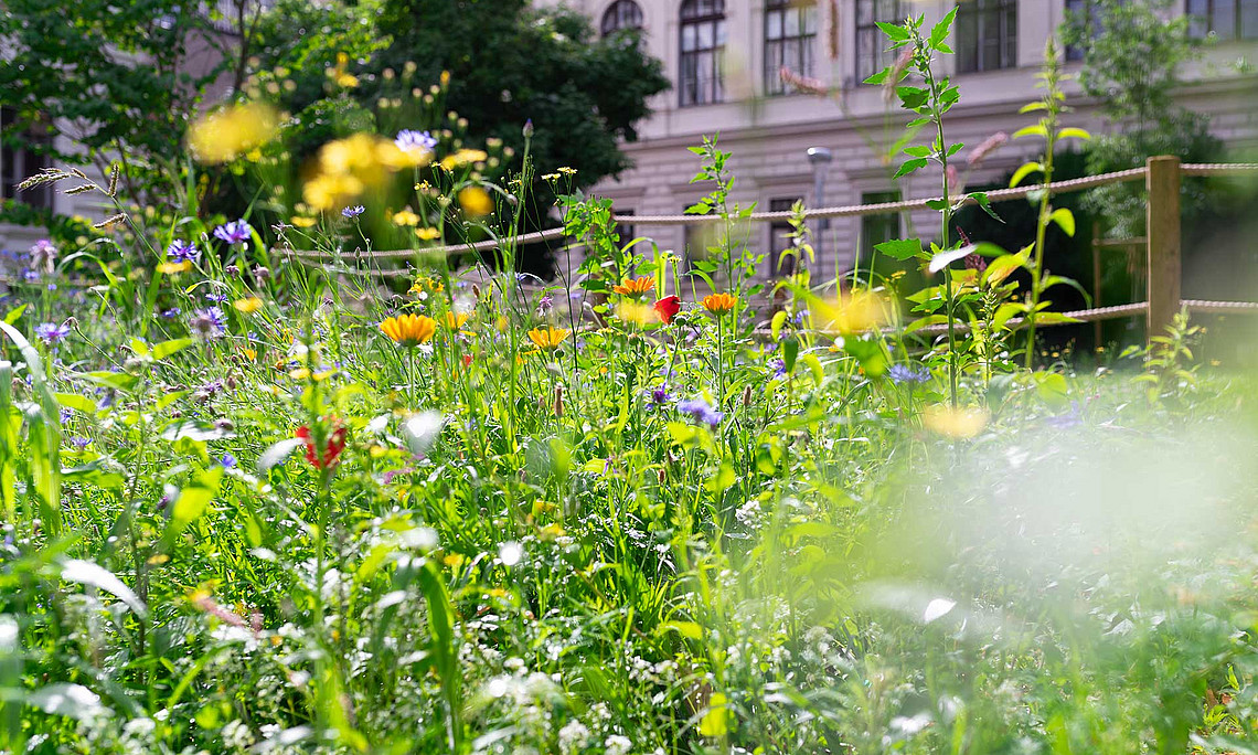 Blumenwiese