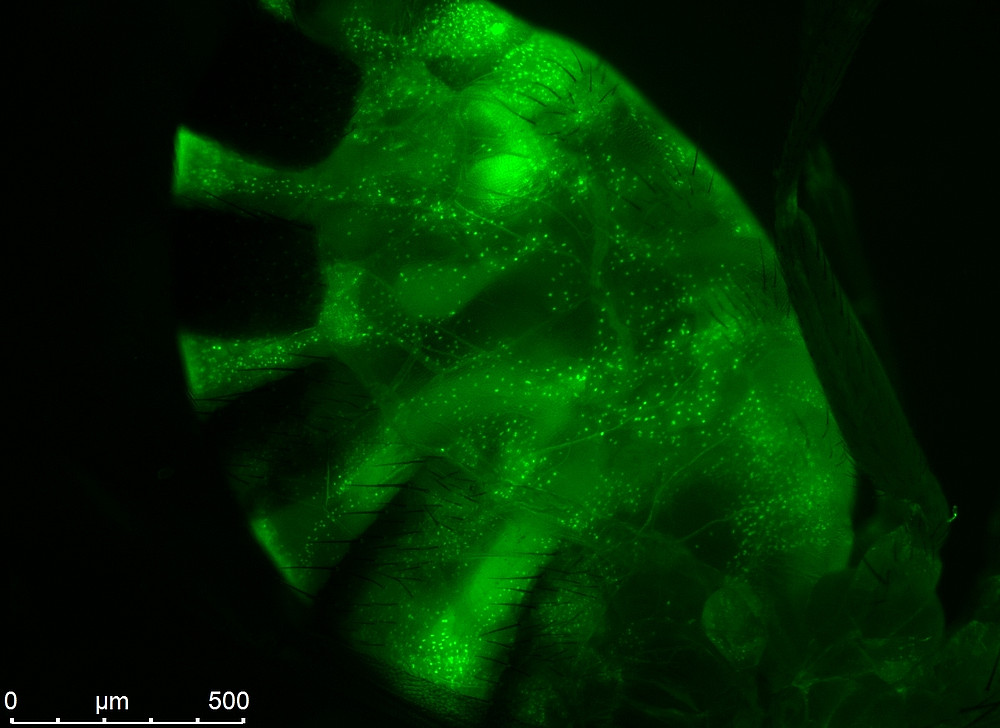 Drosophila melanogaster 