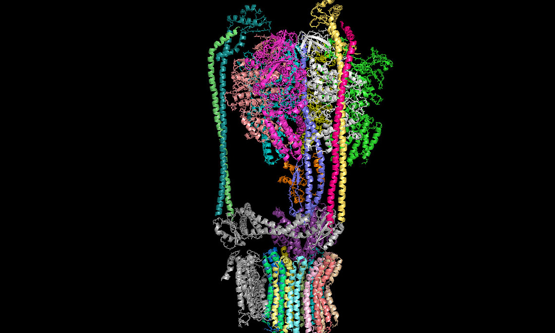 Struktur der V-ATPase von Hefe, sichtbar gemacht mit Kryoelektronenmikroskopie. Bild: erstellt von Zangger/Uni Graz, publiziert von Zhao, J., Benlekbir, S., Rubinstein, J.L. (2015), Nature, 521 241-245