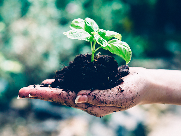 Botanischer Garten, Fotoarchiv OLG, Makro, Ort, Pflanze, Profifoto ©KANIZAJ MARIJA-M. | 2015