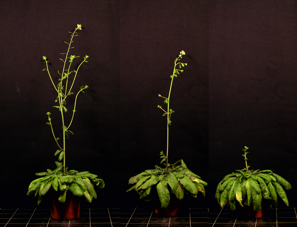 Arabidopsis