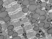 Gesunder Herzmuskel. Fotos: IMB/Uni Graz 