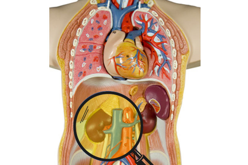 Schematische Darstellung der menschlichen Anatomie mit den Organen, die in Zukunft mit photoakustischer Bildgebung untersucht werden könnten. ©Uni Graz/R. Nuster