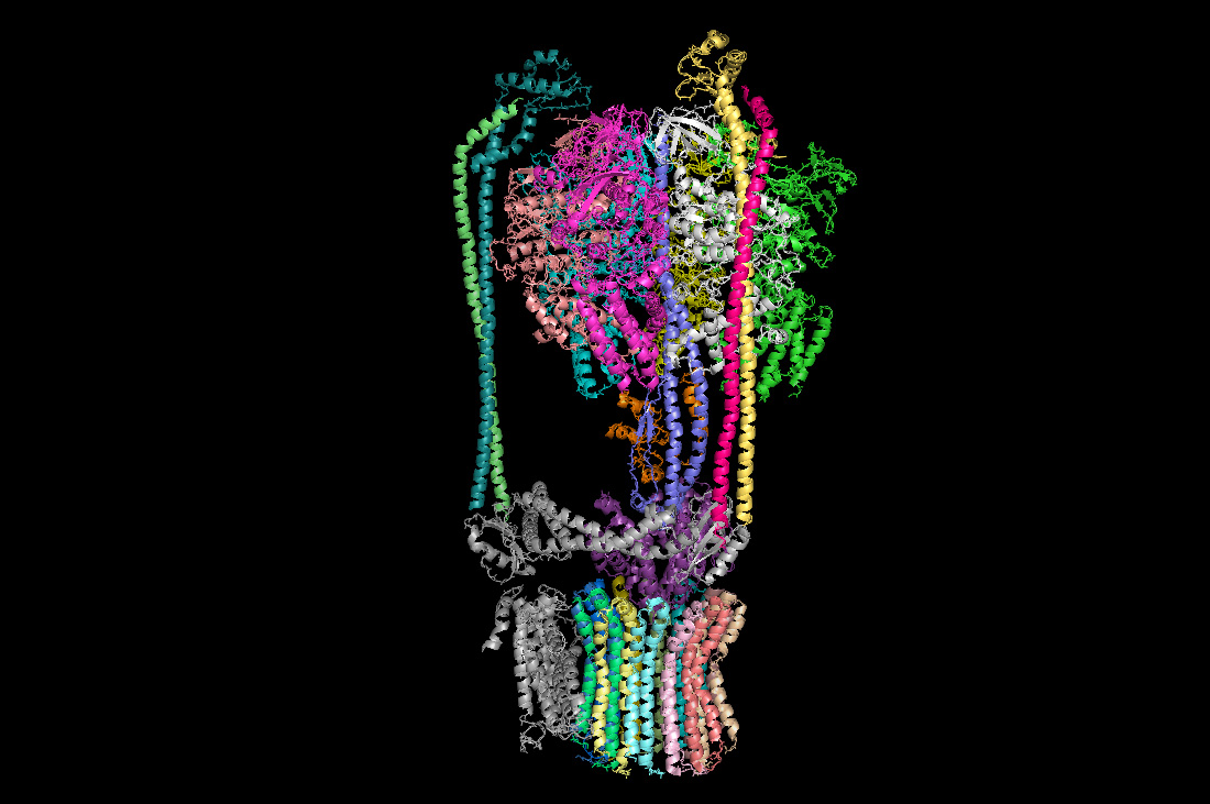 Struktur der V-ATPase von Hefe, sichtbar gemacht mit Kryoelektronenmikroskopie. Bild: erstellt von Zangger/Uni Graz, publiziert von Zhao, J., Benlekbir, S., Rubinstein, J.L. (2015), Nature, 521 241-245 
