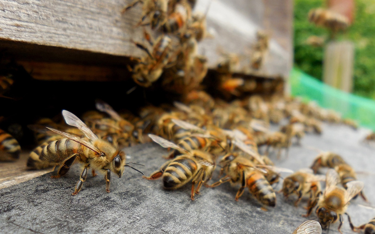 Bienen sollen künftig im eigenen Bienenstock auf äußere Einflüsse reagieren können. Foto: Pixabay.com 