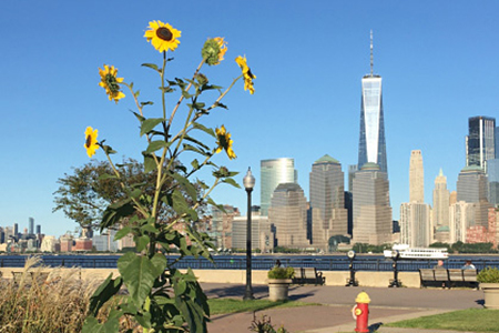 Durch die Blume: ForscherInnen zeigen, wie der Schutz der Umwelt und der Wirtschaft – im Hintergrund der Financial District in New York – unter einen Hut gebracht werden können. Foto: Pamela MacElwee 