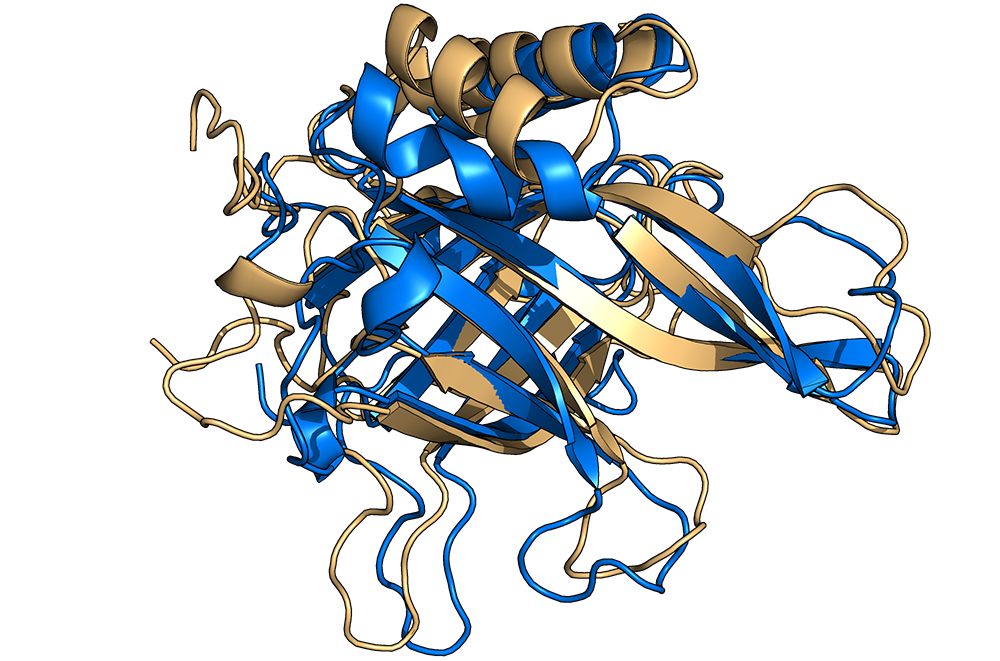 Struktur eines Proteins aus dem Weißfäule-Pilz, berechnet vom Algorithmus RoseTTAFold. 