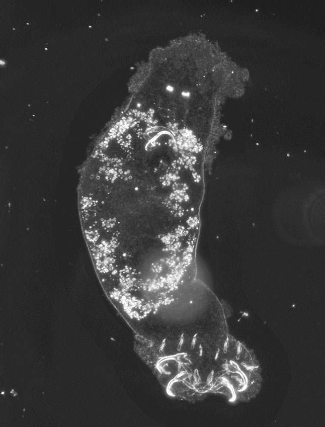 Er klammert sich an die Kiemen von Buntbarschen und fristet dort sein Leben: Die nach Sir David Attenborough benannte, neu entdeckte Fischparasitenart. Foto: Nikol Kmentová 