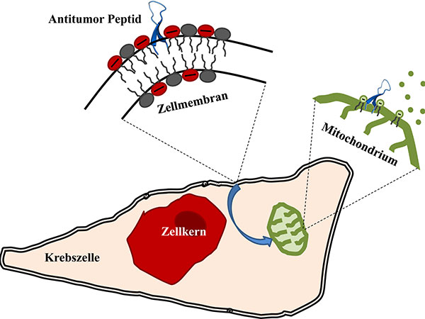Das Antitumor-Peptid (blau) nimmt an der Krebszellmembran eine Haarnadel-Struktur ein, wird dann in die Zelle aufgenommen, interagiert mit Mitochondrien (grün) und löst den Tod der Zelle aus. Grafik: Uni Graz/Riedl 