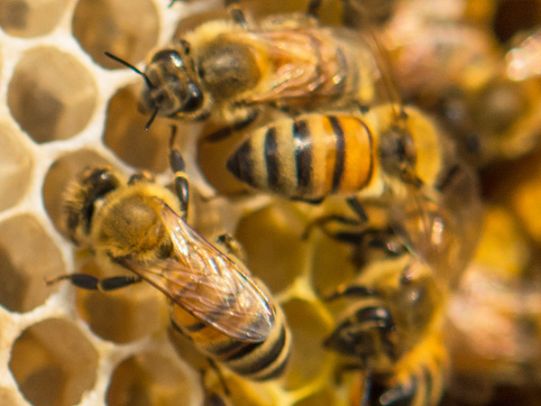 Was die Bienen gesund hält und wie sie am besten überwintern, erforscht Robert Brodschneider unter Mitwirkung von ImkerInnen. Foto: istock/rawinphoto  