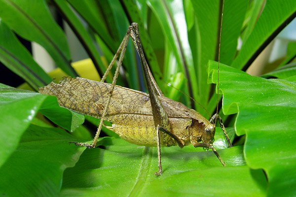 Zirpt derzeit in Schweizer Kunstinstallation: die Malaysische Laubheuschrecke, gezüchtet und erforscht an der Uni Graz. Foto: Uni Graz 