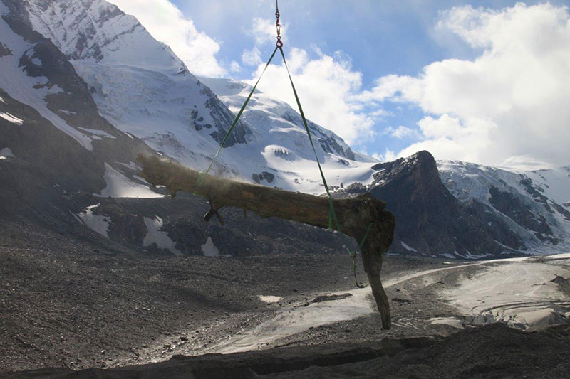 Die Zirbe ist 1,7 Tonnen schwer, sieben Meter lang und rund 6000 Jahre alt - älter als die Gletschermumie Ötzi. Foto: Andreas Kellerer-Pirklbauer. 