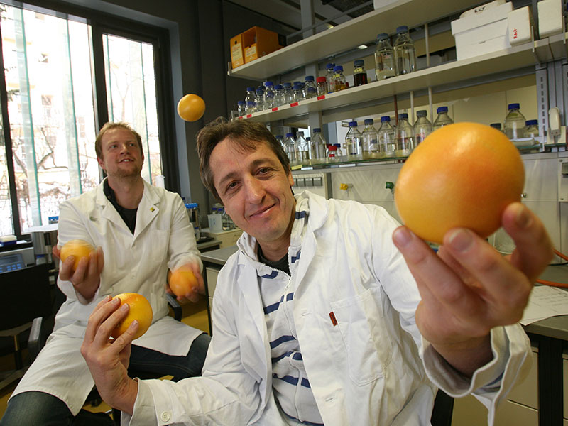 Grapefruits sind wie alle Zitrusfrüchte besonders spermidinreich. Frank Madeo (r.) und Tobias Eisenberg fanden heraus, dass Spermidin den Zellreparatur-Mechanismus Autophagie auslöst und damit das Altern verlangsamen kann. Foto: Uni Graz/Lunghammer 