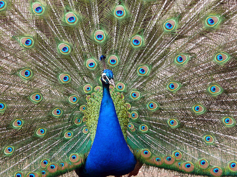 Der Pfau beeindruckt mit seinem bunten Federkleid die Weibchen und vererbt das Aussehen an die Nachkommen. Wie sich diese sexuelle Selektion berechnen lässt, hat Karoline Fritzsche herausgefunden. Foto: Pixabay 