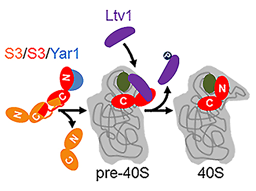 Das Protein Rps3 (l.) wird in zwei Schritten in den Zellkern eingebaut: Den genauen Mechanismus haben ForscherInnen der Uni Graz nun entschlüsselt. Grafik: Uni Graz/Pertschy 