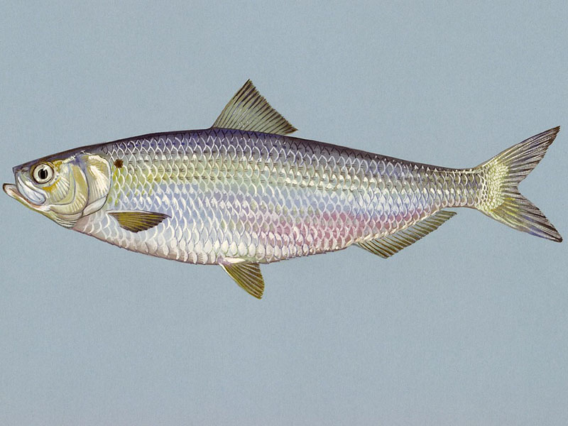 In Seefisch, wie zum Beispiel dem Hering, können sich giftige Spurenelemente anreichern. Foto: pixabay 