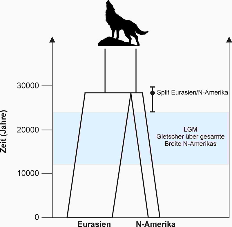 Alle heute in Nordamerika lebenden Wölfe gehen auf eine einzige Besiedlungswelle zurück, die vor 70.000 bis 24.000 Jahren geschah. Grafik: Koblmüller. 