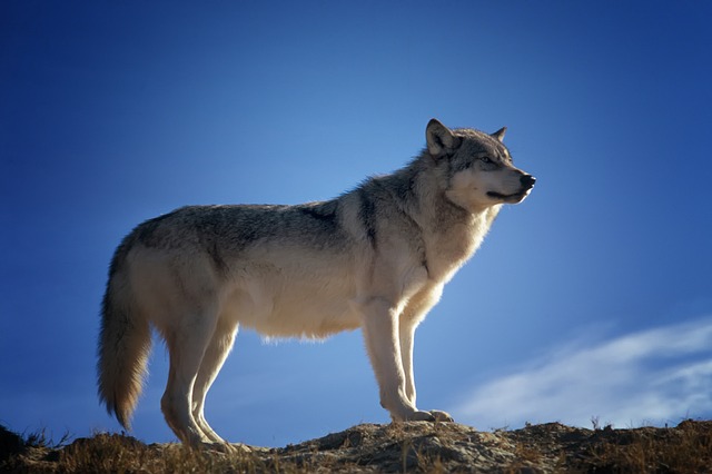 Sinnbild der Freiheit: Der Wolf ist nur rund 80.000 Jahre alt und damit sehr viel jünger als bislang angenommen. Foto: tpsdave/pixabay.com 