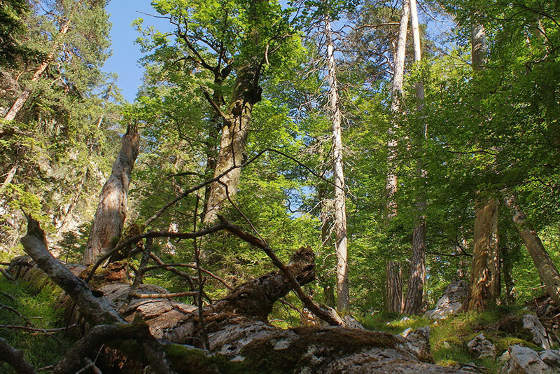 Die letzten Urwaldreste Österreich befinden sich meist in sehr unzugänglichem Gelände, etwa in den Gailtaler Alpen. Foto: Sandra Aurenhammer. 