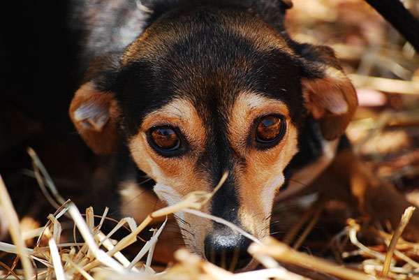 Ein Tier wird vor dem Gesetz als Sache behandelt. Das findet die Juristin Lisa Perl nicht angemessen, wenn es dem Tierwohl widerspricht. Foto: pixabay 