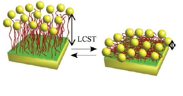An eine Oberfläche gebundene, mit Gold-Nanopartikeln dekorierte p-NIPAM Polymere (rot markiert) in gequollenem (links) und kollabierten Zustand (rechts). Die Längenänderung verursacht eine messbare Veränderung der optischen Eigenschaften der Gold-Nano 