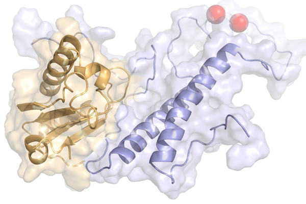 Die ForscherInnen analysierten dafür die dreidimensionale Molekülstruktur. Bild: Madl 