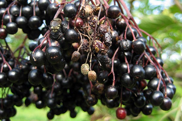 Fruchtfäule an Holunderbeeren 