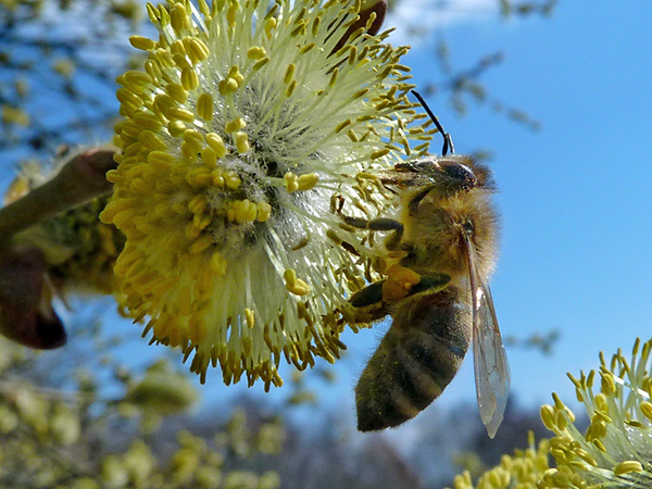 Im Winter 2015/16 verzeichneten die österreichischen ImkerInnen nur geringe Verluste an Bienenvölkern. Foto: Dr. Klaus-Uwe Gerhardt/pixelio.de 