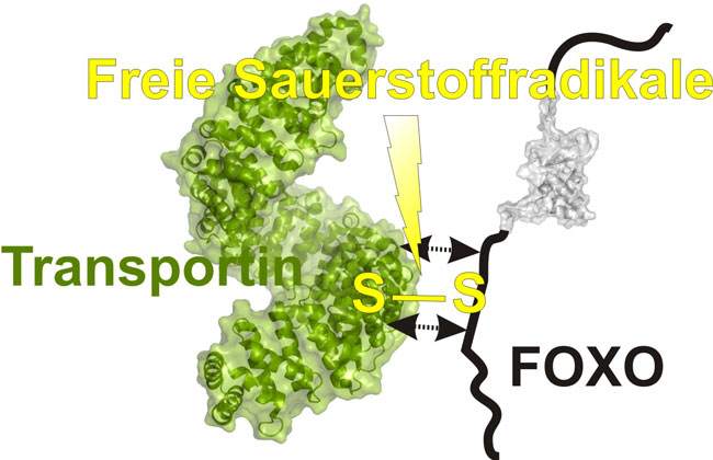 Uni Graz-ForscherInnen erforschen Mechanismen in der Zelle. Foto: Madl. 