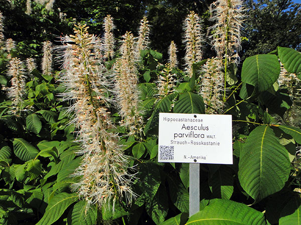 Ausgewählte Pflanzen im Botanischen Garten sind ab sofort mit QR-Codes versehen, die zu näheren Informationen auf Wikipedia verlinken. 