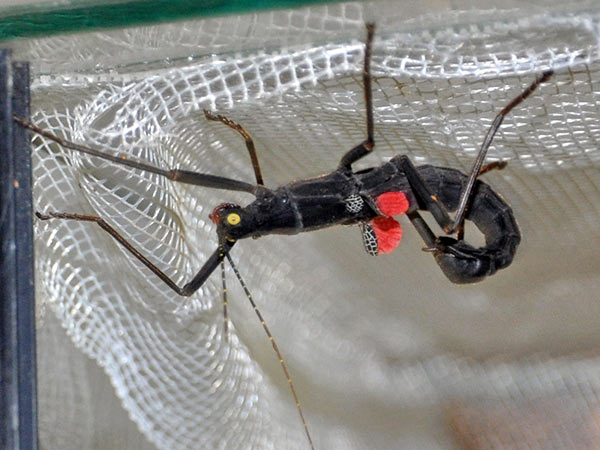 Die Gespenstschrecke ist als besonders kurioses Tier für Lehrzwecke an der Uni zu Gast. 
