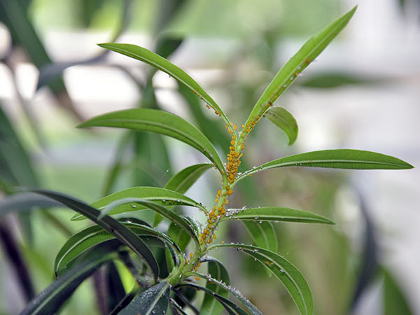 Die Oleanderblattläuse halten sich mit dem Gift aus der Pflanze Feinde vom Leib. 